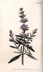 Yzop nebo oficiální yzop. Barevná mědirytina, ilustrace Sydenham Edwards (1768-1819) pro Conference of Botanical, Botanická zahrada Lambeth (Anglie)
