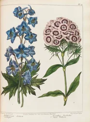 Ilustrace z Praktického zahradnictví od Alexandra McDonalda, 1807.