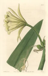 Ismene, Narcissus nebo Narcis z Peru - Silná voda od S. Wattse z ilustrace Sarah Anne Drake (1803-1857), z Botanického rejstříku