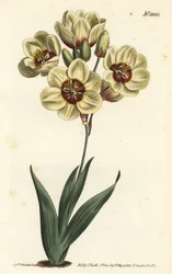 Ixia abbreviata (krémově zbarvená ixia skvrnitá, Ixia maculata v. ochroleuca). Ručně kolorovaná mědirytina F. Sansom Jr. podle ilustrace Sydenhama Edwardse z William Curtis