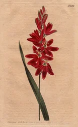 Ixia karmínový nebo zatuchlý květ, tmavě ekarlátová barva. Karmínová ixia nebo ixia rozprostřená se sytě karmínovými květy. Ixia patens. Ručně kolorovaná mědirytina z botanické ilustrace Sydenhama Edwardse z „“ Botanical Magazi Williama Curtise