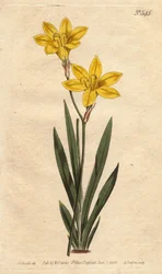 Ixia sirová barva, s jasně citronově žlutými květy. Sírová barva ixia s jasně citronově žlutými květy. Ixia bulbifera. Ručně kolorovaná mědirytina z botanické ilustrace Sydenhama Edwardse z „”” Botanical Magazine”” Williama Curtise 17