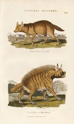 Šakal a hyena pruhovaná