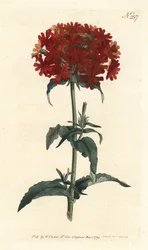 Jeruzalémský kříž - Hořící láska, Silene chalcedonica (Scarlet lychnis, Lychnis chalcedonica). Ručně kolorovaná mědirytina od Sansom podle ilustrace Sydenhama Edwardse z William Curtis