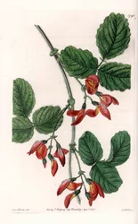 Kennedia macrophylla, rostlina pocházející z Austrálie, vzácný ohrožený druh - Talíř vyrytý S. Wattsem, z ilustrace Sarah Anne Drake (1803-1857), z Botanického registru Sydenham Edwards (1768-1819), Anglie