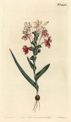 Lapeirousia pyramidalis (lapeyrousia listnatá, Lapeyrousia fissifolia). Ručně kolorovaná mědirytina od F. Sansom Jr. podle ilustrace Sydenhama Edwardse z William Curtis