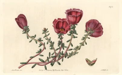 Portula velkokvětá neboli jedenáctihodinový rytíř, původem z Chile - S. Watts silná voda z ilustrace Sarah Anne Drake (1803-1857), z Botanického rejstříku