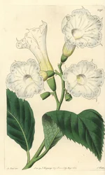 Cordia velkokvětá - cordia velkokvětá, Cordia grandiflora. Ručně kolorovaná mědirytina S. Wattse podle ilustrace M. Harta z Sydenham Edwards