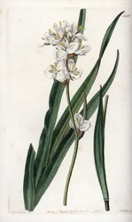 Libertia, endemický v Chile - vyryl S. Watts, z ilustrace Sarah Anne Drake (1803-1857), z Botanického registru Sydenham Edwards (1768-1819), Anglie