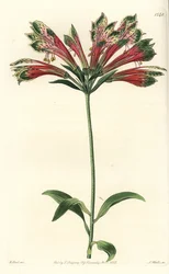 Lilie Inků nebo Peru (alstroemere nebo alstroemerie) - peruánská lilie, Alstroemeria pulchella (Papoušek alstroemeria, Alstroemeria psittacina). Ručně kolorovaná mědirytina S. Wattse podle ilustrace M. Harta z Sydenham Edwards