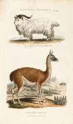 Koza dlouhorohá a lama