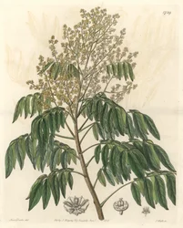Longanier, původem z Číny - S. Watts silná voda z ilustrace Sarah Anne Drake (1803-1857), z Botanického rejstříku
