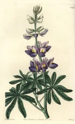 Lupin - Lupinus proměnlivý, Lupinus mutabilis. Ručně kolorovaná mědirytina od S. Wattse podle ilustrace slečny Sarah Drakeové z botanického registru Sydenhama Edwardse, Ridgeway, Londýn