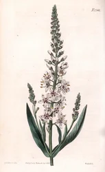 Lysimaque ephemere - stříbřitý nebo vrbový list, Lysimachia ephemerum. Ručně kolorovaná mědirytina od Weddella podle ilustrace Sydenhama Edwardse z „“ botanického časopisu“ Samuela Curtise v Londýně