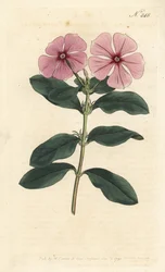 Barvínek madagaskarský - Barvínek madagaskarský, Catharanthus roseus (Vinca rosea). Ručně kolorovaná mědirytina od Sansom podle ilustrace Sydenhama Edwardse rom Botanical Magazine Williama Curtise, Londýn