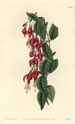 Magellanova fuchsie - Kolibřík fuchsie, Fuchsia magellanica (fuchsie balonkovitá, Fuchsia globosa). Ručně kolorovaná mědirytina od S. Wattse podle ilustrace slečny Sarah Drakeové z botanického registru Sydenhama Edwardse, Ridgeway, Londýn