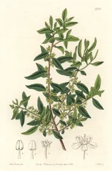 Maytenus boaria (maiten), endemit Střední a Jižní Ameriky - Silná voda od S. Wattse z ilustrace Sarah Anne Drake (1803-1857), z botanického registru