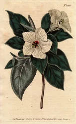 Melhania Svatá Helena s bílými květy. St. Helena Červené dřevo s bílými květy. Melhania erythroxylon. Ručně kolorovaná mědirytina z botanické ilustrace od Sydenhama Edwardse z „”Botanical Magazine”” Williama Curtise 1790-1800.