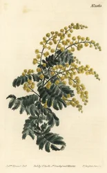 Mimosa - pýřitý proutí, Acacia pubescens, zranitelný (Mimóza chlupatá, Mimosa pubescens). Ručně kolorovaná mědirytina F. Sansom Jr. podle ilustrace Sydenhama Edwardse z William Curtis