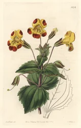 Mimule, přezdívaná Monkey Flower nebo Pižmová květina, hybridní odrůda - S. Watts Strong Water z ilustrace Sarah Anne Drake (1803-1857), z Botanického rejstříku