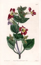 Odrůda Mimule, nazývaná opičí květ nebo pižmový květ - rytá deska od S. Wattse, z ilustrace Sarah Anne Drake (1803-1857), z Botanického registru Sydenham Edwards (1768-1819), Anglie