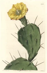 Monacanth Pactus, kvetoucí kaktus, původem z Jižní Ameriky - Silná voda od S. Wattse z ilustrace Sarah Anne Drake (1803-1857), z Botanického rejstříku