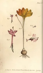 Monandria 1,2, plátno ze zlata, Crocus angustifolius (Triandria) 3, a noční stín, Circaea alpina (Diandria) 4,5. Ručně kolorovaná mědirytina botanické ilustrace od Sydenhama Edwardse pro přednášky Williama Curtise o botanice, as dod.