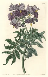 Morelle (Solanum), rodák z Chile - Silná voda od S. Wattse z ilustrace Sarah Anne Drake (1803-1857), z Botanického rejstříku