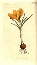 Neapolský krokus nebo jarní krokus, jarní krokus - jarní krokus, krokus jarní. Ručně kolorovaná mědirytina podle botanické ilustrace Sydenhama Edwardse z The Botanical Magazine Williama Curtise, Lambeth Marsh, Londýn
