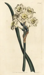 Narcissus a bouquet - Narcis trsovitý, Narcissus tazetta (Bělý zahradní narcis s bledou miskou; Narcissus orientalis) - Ručně kolorovaná mědirytina od F. Sansom Jr. podle ilustrace Sydenhama Edwardse z Botanical Magaz Williama Curtise