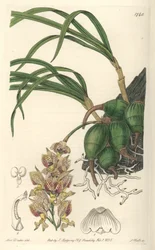 Orchidej Grobya se žlutými a fialovými květy, původem z Brazílie - Water forte od S. Wattse podle ilustrace Sarah Anne Drake (1803-1857), z Botanical Register