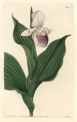 Orchid, Royal Cypripede - Water forte od S. Wattse z ilustrace Sarah Anne Drake (1803-1857), z botanického registru