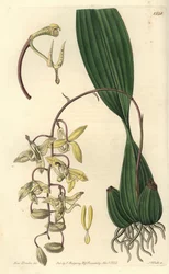 Odrůda orchideje Cirrrhaea - Loddiges