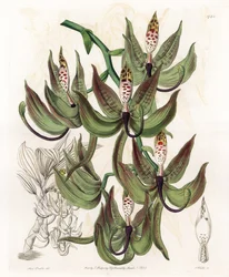Orchid: Variety of Cycnoche - rytá deska od S. Wattse, z ilustrace Sarah Anne Drake (1803-1857), z botanického registru Sydenham Edwards (1768-1819), Anglie