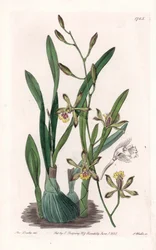 Orchid: epidendre grele - rytá deska od S. Wattse, z ilustrace Sarah Anne Drake (1803-1857), z botanického registru Sydenham Edwards (1768-1819), Anglie