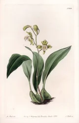 Orchid: maxillary a partes - Gravírovaná deska od S. Wattse, z ilustrace Sarah Anne Drake (1803-1857), z Botanického registru Sydenham Edwards (1768-1819), Anglie