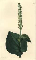 Odrůda orchideje - Gennaria diphylla (herminium srdčité, Herminium cordatum). Ručně kolorovaná mědirytina od S. Wattse podle ilustrace slečny Sarah Drakeové z botanického registru Sydenhama Edwardse, Ridgeway, Londýn