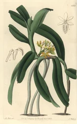 Odrůda orchideje Saccolabium - orchidej Acampe praemorsa (Pimped saccolabium, Saccolabium papilosum). Ručně kolorovaná mědirytina od S. Wattse podle ilustrace M. Harta z Sydenham Edwards