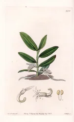 Orchid: variete de camphylocentrum - Talíř vyrytý S.Wattsem, z ilustrace Sarah Anne Drake (1803-1857), z Botanického registru Sydenham Edwards (1768-1819), Anglie
