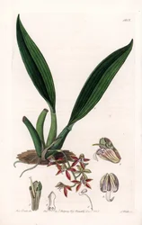 Orchidej: odrůda makradénie, původem z Guyany - deska vyrytá S. Wattsem, z ilustrace Sarah Anne Drake (1803-1857), z Botanického registru Sydenham Edwards (1768-1819), Anglie