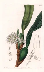 Orchidej: varieta maxillaria, původem z Jižní Ameriky - deska vyrytá S. Wattsem, z ilustrace Sarah Anne Drake (1803-1857), z Botanického registru Sydenham Edwards (1768-1819), Anglie