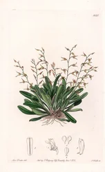 Orchid: variety of epidendre - Talíř vyrytý S. Wattsem, z ilustrace Sarah Anne Drake (1803-1857), z Botanického registru Sydenham Edwards (1768-1819), Anglie