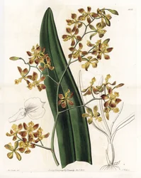 Orchidej: odrůda epidendrum - Talíř vyrytý S. Wattsem, z ilustrace Sarah Anne Drake (1803-1857), z Botanického registru Sydenham Edwards (1768-1819), Anglie