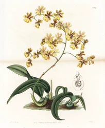 Orchidej: varieta epifytického oncidia z Brazílie - Deska vyrytá S. Wattsem, z ilustrace Sarah Anne Drake (1803-1857), z Botanického registru Sydenham Edwards (1768-1819), Anglie