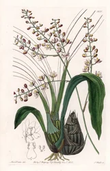 Orchid: variety of eulophia - Talíř vyrytý S. Wattsem, z ilustrace Sarah Anne Drake (1803-1857), z Botanického registru Sydenham Edwards (1768-1819), Anglie