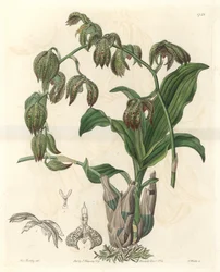 Orchidee Catasetum, původem z Brazílie - Water forte od S. Wattse z ilustrace slečny M.A. Huntley, z botanického registru