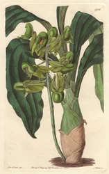 Orchidee Catasetum, původem z Brazílie - Water forte od S. Wattse z ilustrace Sarah Anne Drake (1803-1857), z botanického rejstříku