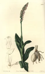 Orchidee neotin - Hustokvětá orchidej Neotinea maculata (Aceras secundiflora, Aceras secundiflora). Ručně kolorovaná mědirytina od S. Wattse podle ilustrace slečny Sarah Drakeové z botanického registru Sydenhama Edwardse, Ridgeway, Londýn