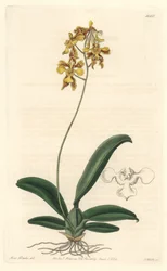 Orchideje oncidium žlutá, původem z Brazílie - Water forte od S. Wattse z ilustrace Sarah Anne Drake (1803-1857), z Botanického rejstříku