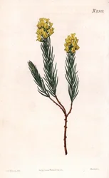 Oválný aspalathus klasnatý, Aspalathus callosa. Ručně kolorovaná mědirytina od Weddella po ilustraci Sydenhama Edwardse z “”” Botanical Magazine,”” London Samuela Curtise